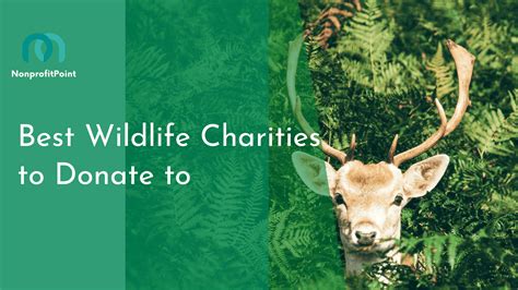 best wildlife protection charities